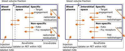 Advances and challenges in immunoPET methodology